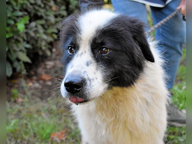 Puccie - unser liebes Mädchen...