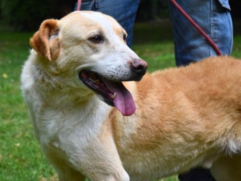 Saphir - träumt von einem Zuhause...