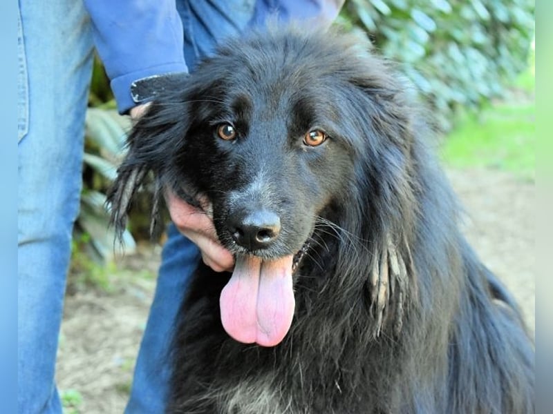 Settimio - Ich bin da, jetzt läuft's!?