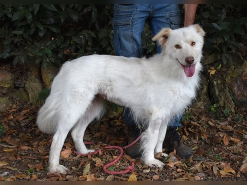 Roxanna - Die Ware Hund