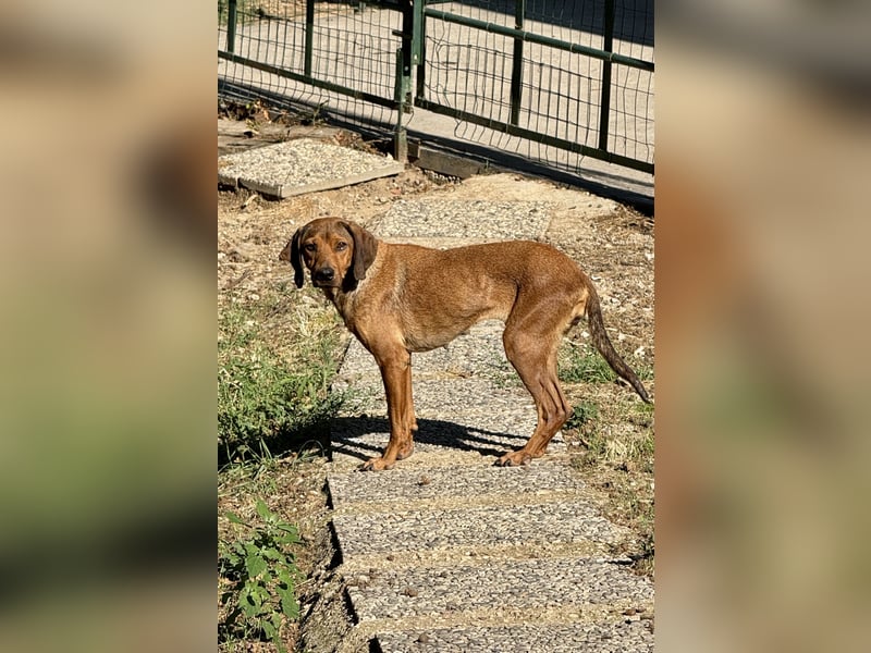 Yola - (Dringend Pflegestelle oder Zuhause gesucht) wie bei Hänsel und Gretel - nur schlimmer