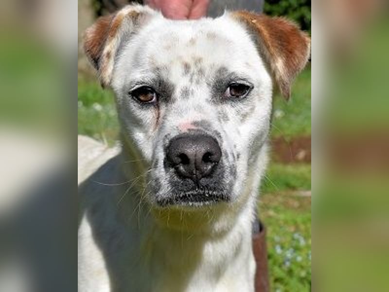 Jedd - Liebe auf den zweiten Stern