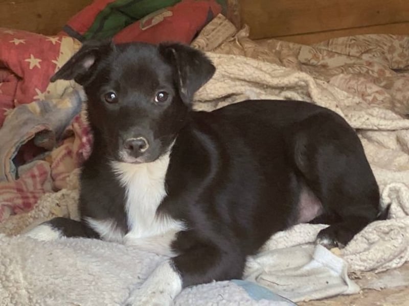 Flaviano - Wenn Du mich holst, bleib ich bei Dir