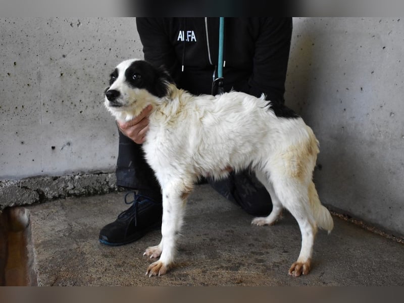 Jovian - Gute Laune hat einen Namen: Jovian