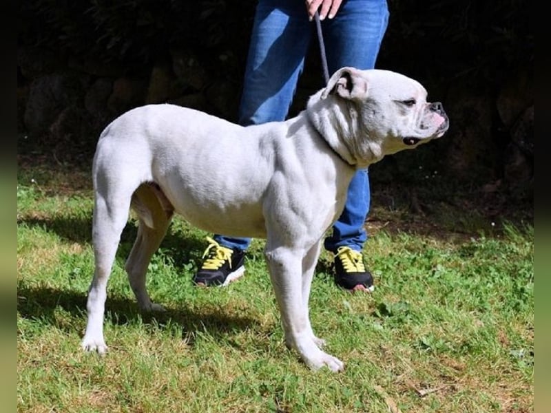 Nickolaus - Alle guten Dinge sind drei