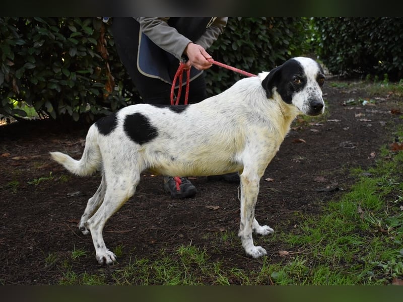 Kileo - ...Sternenstaub, wo bist du?