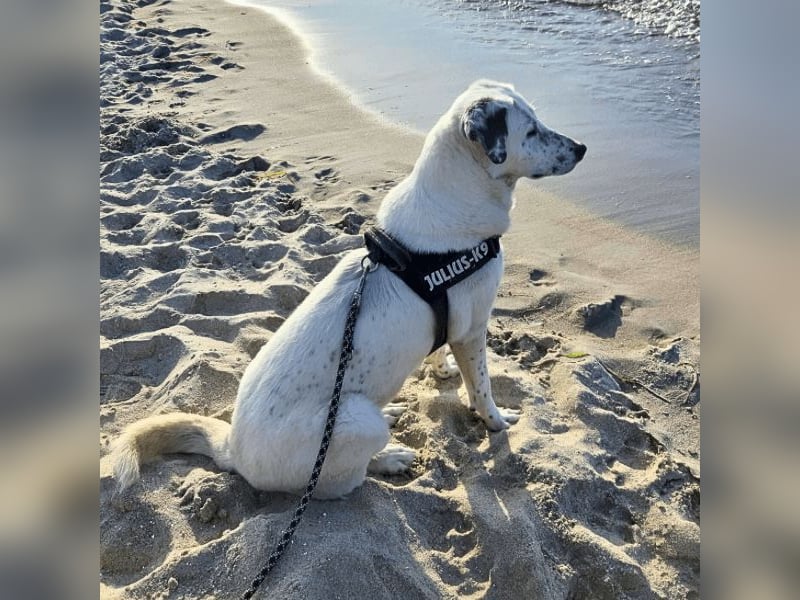 Gina - SOS - Dringend neues Zuhause oder Pflegestelle gesucht - Auch sie droht alles zu verlieren