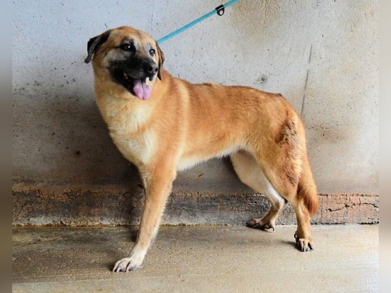 Astrea - Eine Hündin, die nach den Sternen greift