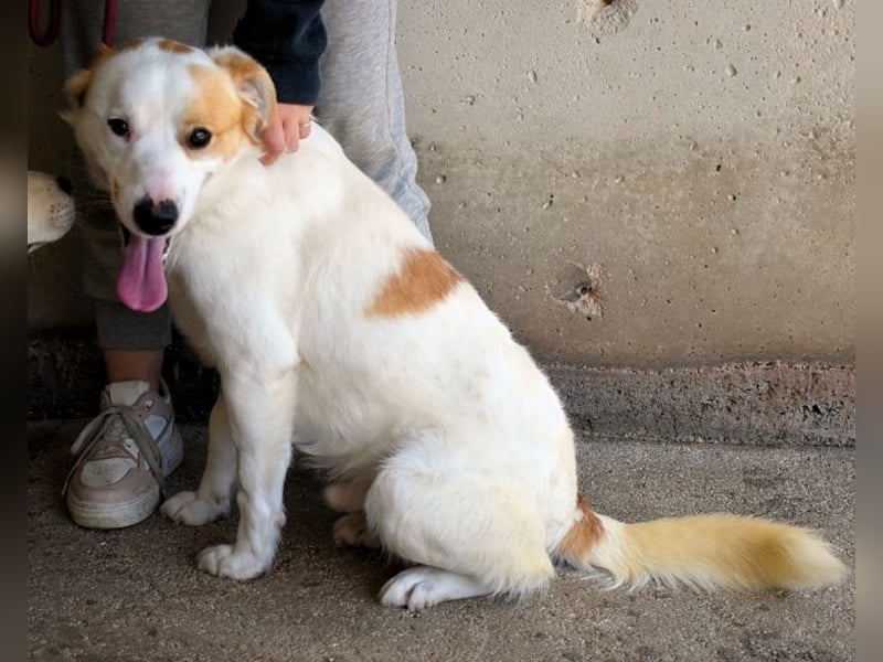 Virgilyo - Wo kommst du her, wo gehst du hin?