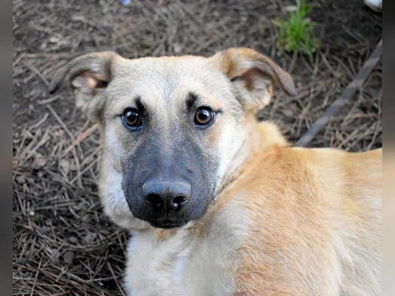 Zeebo - Z wie Zuckersüß und Zauberhaft