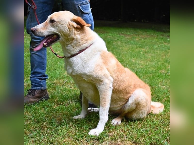 Saphir - träumt von einem Zuhause...