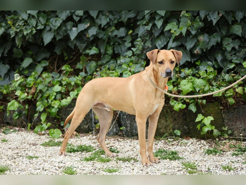 Jasper - Warten auf den einen Menschen