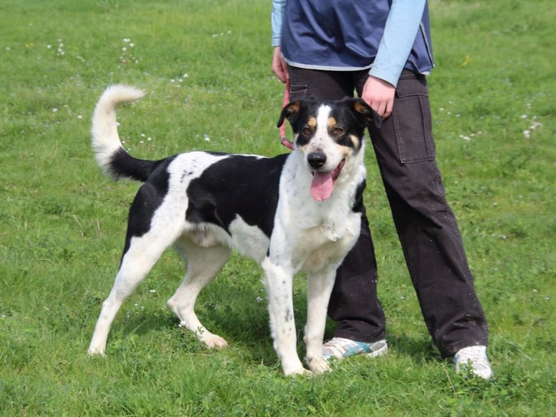 Lillo - Intelligentes Energiebündel sucht Sportsfreunde