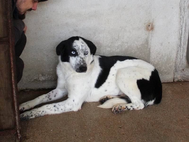 Nyxiel - Die schönsten Augen