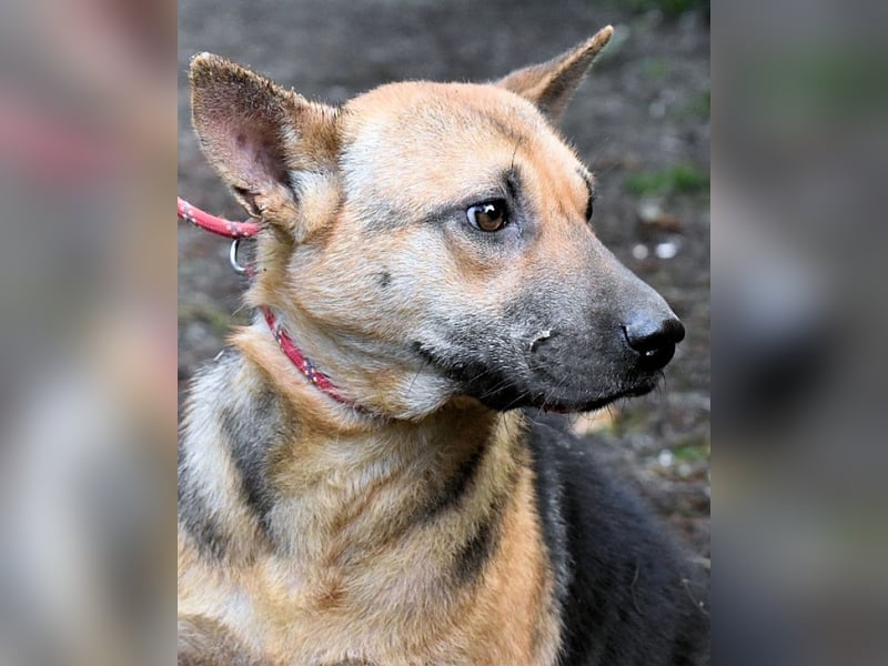 Alvida - warum tun sie das?