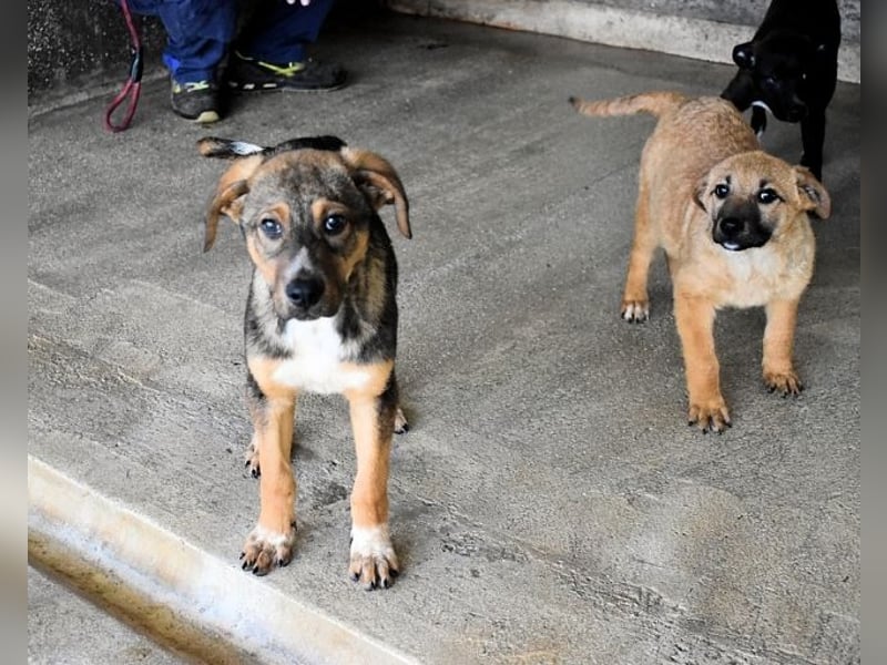 Mivelle - Es soll DEIN Leben werden
