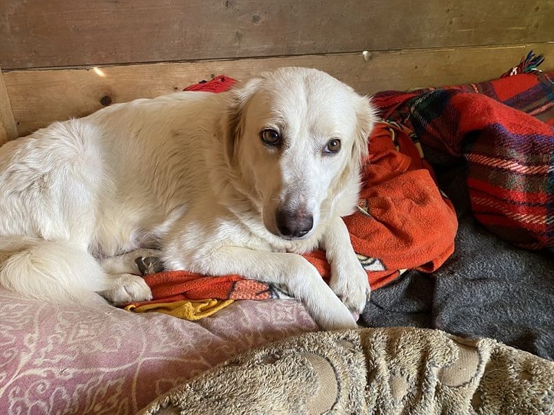 Idylle - Sanfte Hündin sucht Lieblingsmenschen