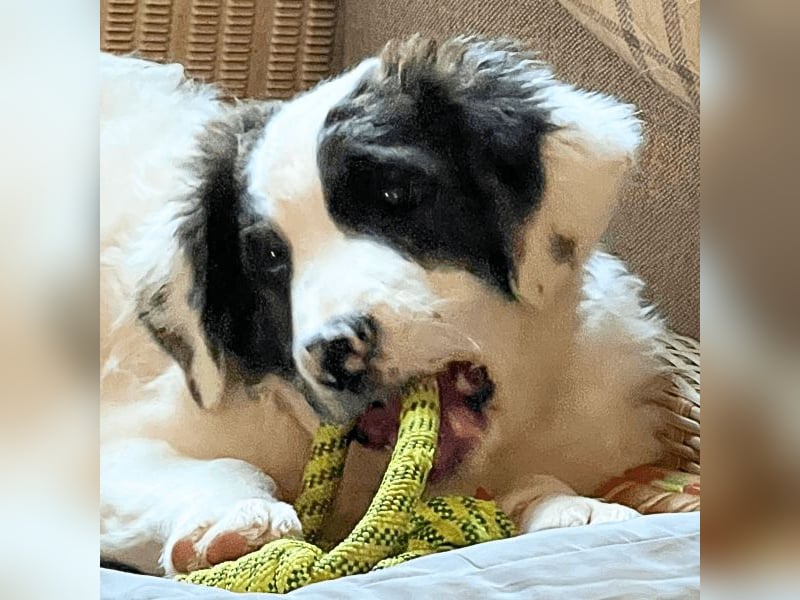 Ingo -  Neunmal werden wir noch wach...