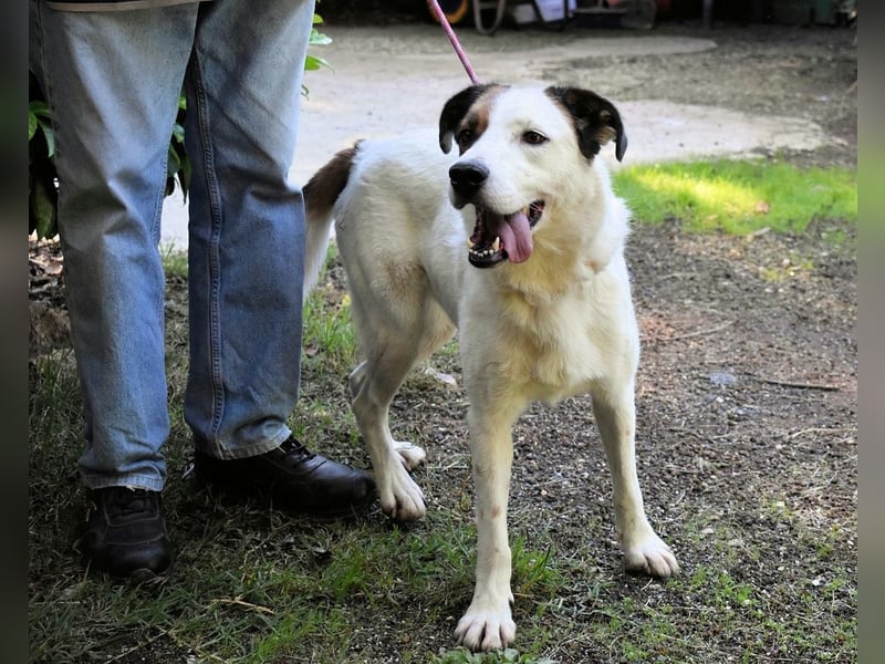 Miah - wohn"haft" in einem Hundelager