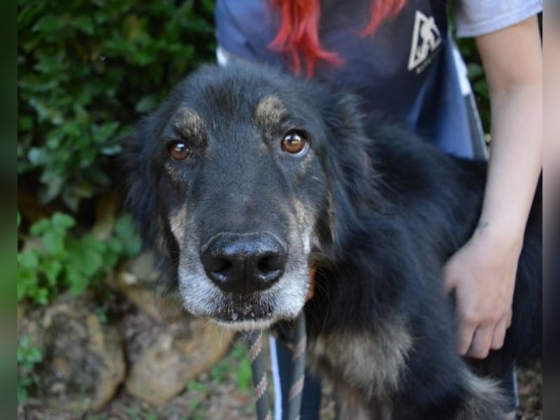 Pinot - "Unmöglich!" sagte die Tatsache... Pinot - "Unmöglich!" sagte die Tatsache...