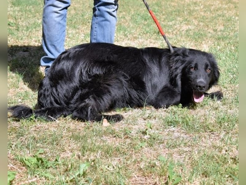 Settimio - Ich bin da, jetzt läuft's!?