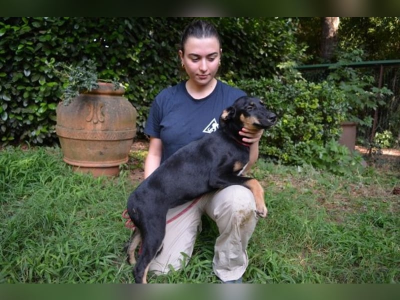 Drifa - vorsichtiges Hundemädchen auf der Suche nach Geborgenheit