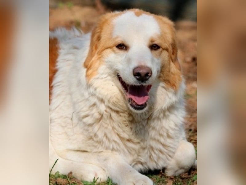 Tish - mit dem wunderschönen Kuschelfell