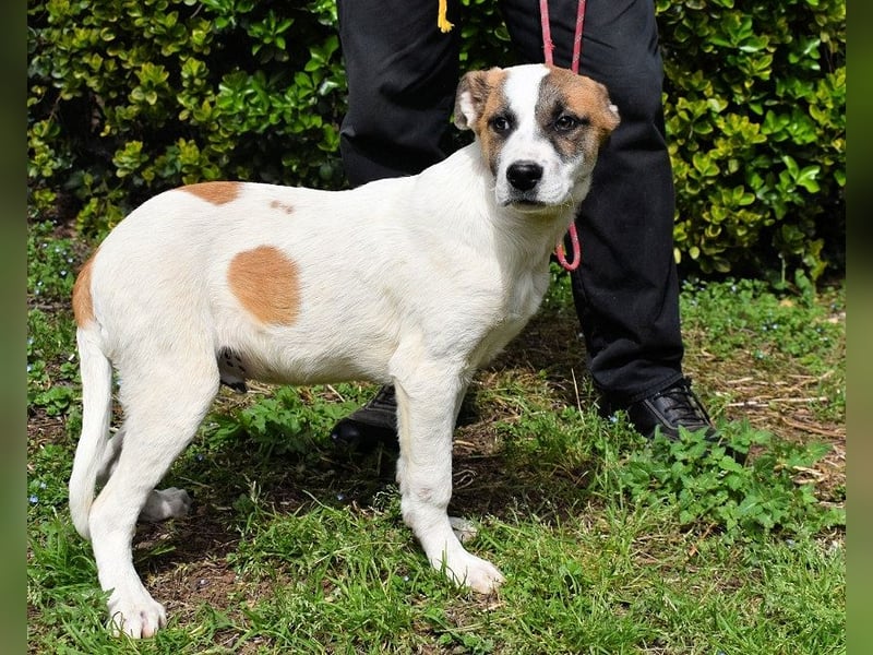 Elenio - SOS - Dringend Zuhause gesucht - Ein leuchtendes Fellknäuel