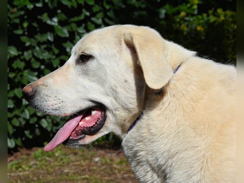 Scoutie - Ein riesiges Missverständnis!