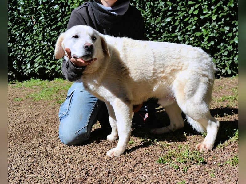 Shipley - Ein riesiges Missverständnis!