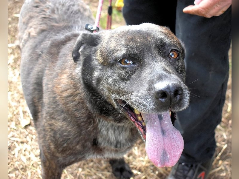 Fareeda - Wo die Schmetterlinge wohnen