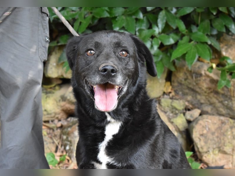 Brogan - Unser Lieblingslabradorpanther - vielleicht bald Ihrer?