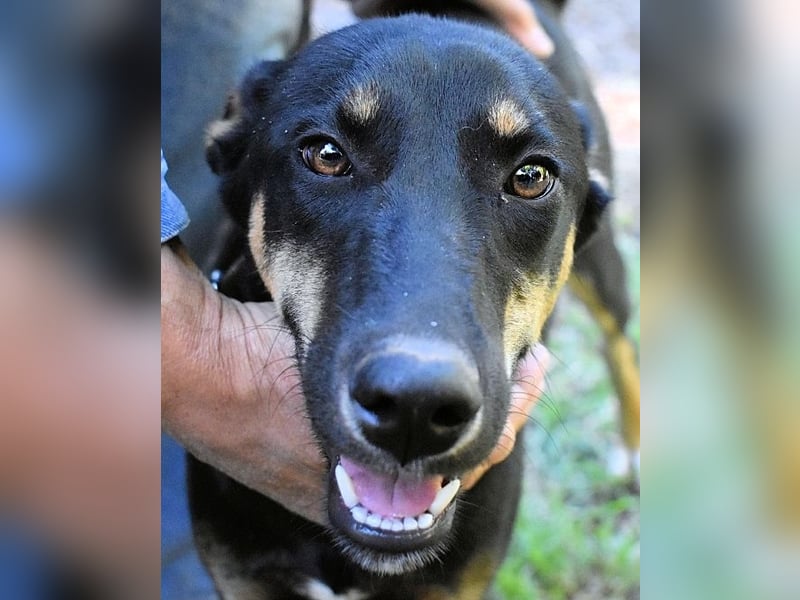 Domitia - neugierige Junghündin mit sanftem Wesen