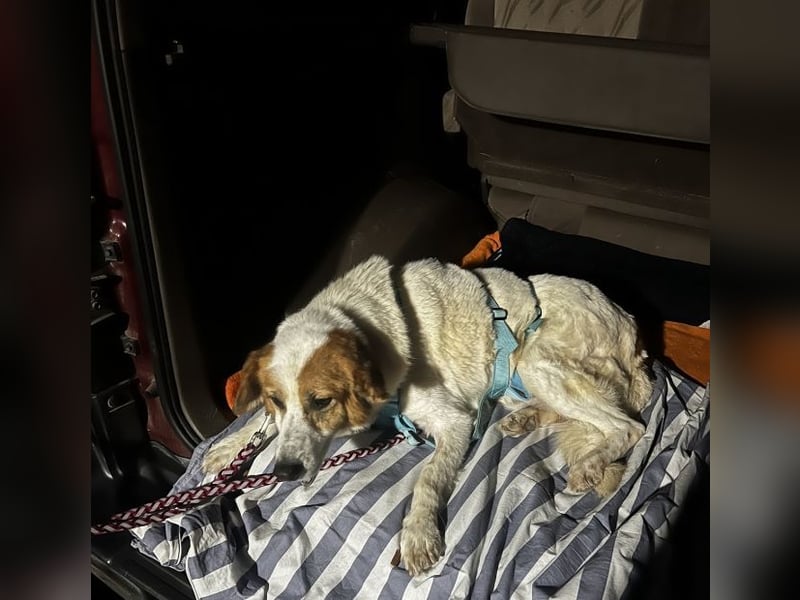 Elpidius - Ein Ziel ohne Plan bleibt nur ein Wunsch