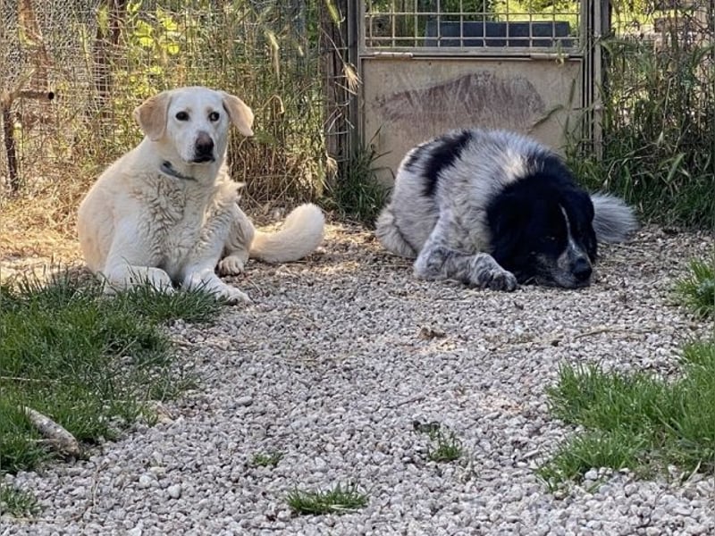 Patty - Vorsichtig auf den Pfoten, groß im Herzen