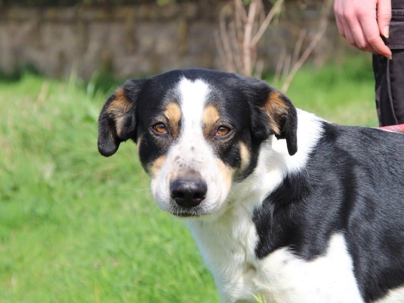 Lillo - Intelligentes Energiebündel sucht Sportsfreunde