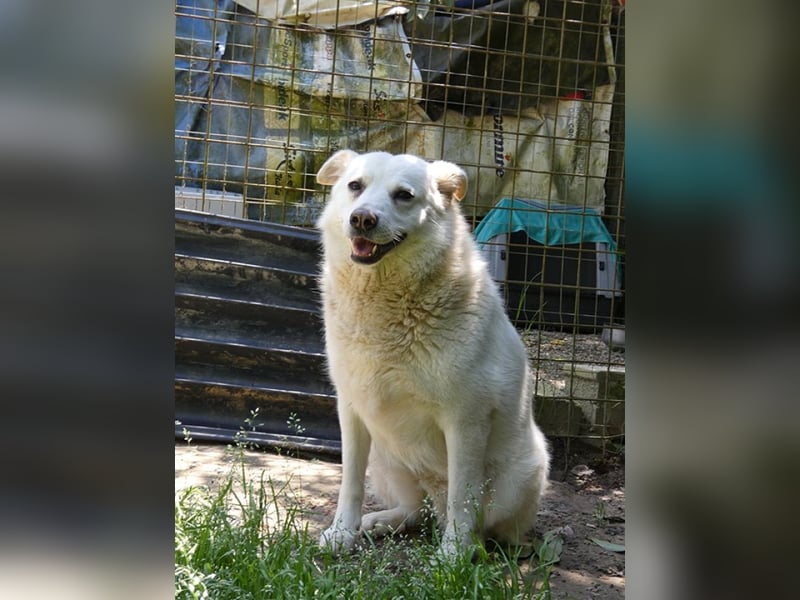 Gea - eine zarte Seele auf der Suche nach ihren Menschen
