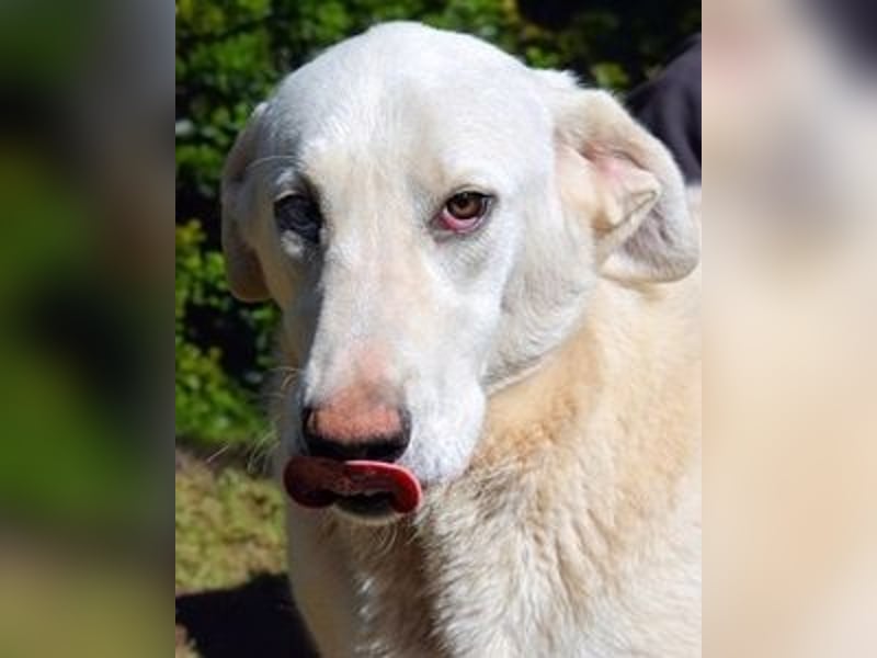 Scoutie - Ein riesiges Missverständnis!