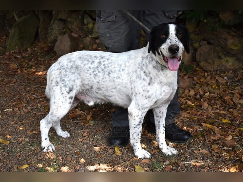 Demetrius - SOS - Sensibler Hund in großer Not
