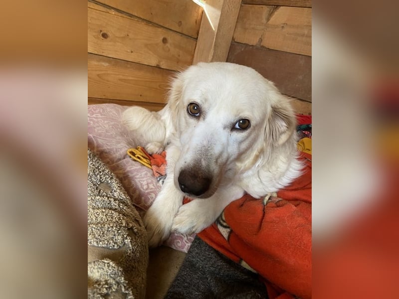 Idylle - Sanfte Hündin sucht Lieblingsmenschen