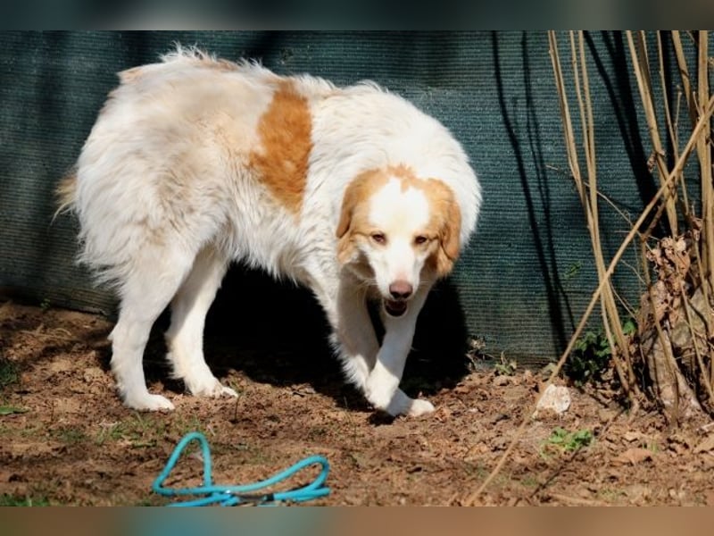 Tish - mit dem wunderschönen Kuschelfell