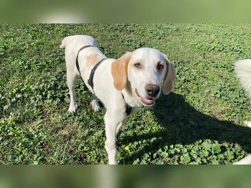 Deddy -  Mit neugierigen Pfoten ins Leben