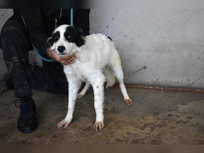 Jovian - Gute Laune hat einen Namen: Jovian