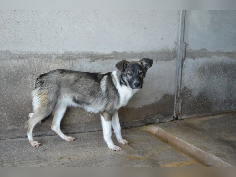 Quelisia - Kleines Schwesterchen, was nun?