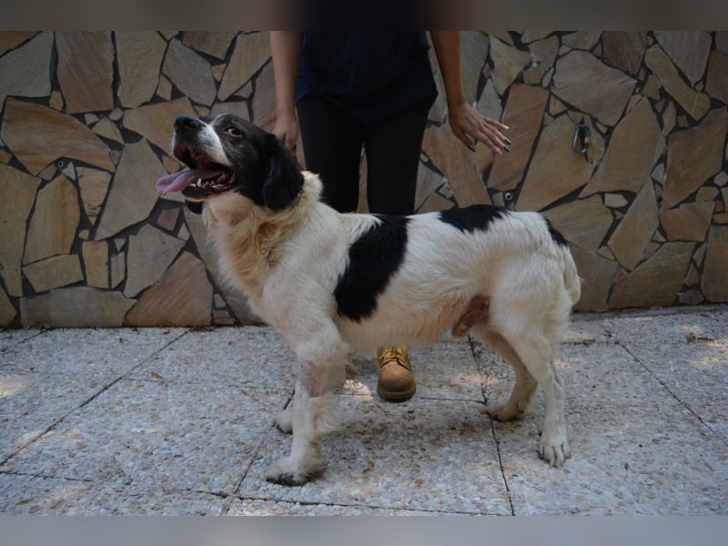 Alarico - Sanfter Gefährte mit gutem Herzen