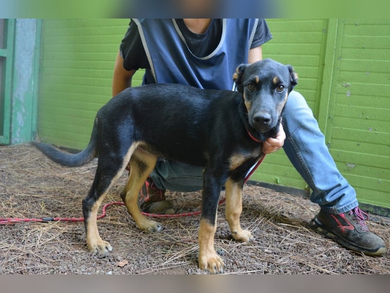 Djamica - fröhliche Junghündin mit offenem Herzen