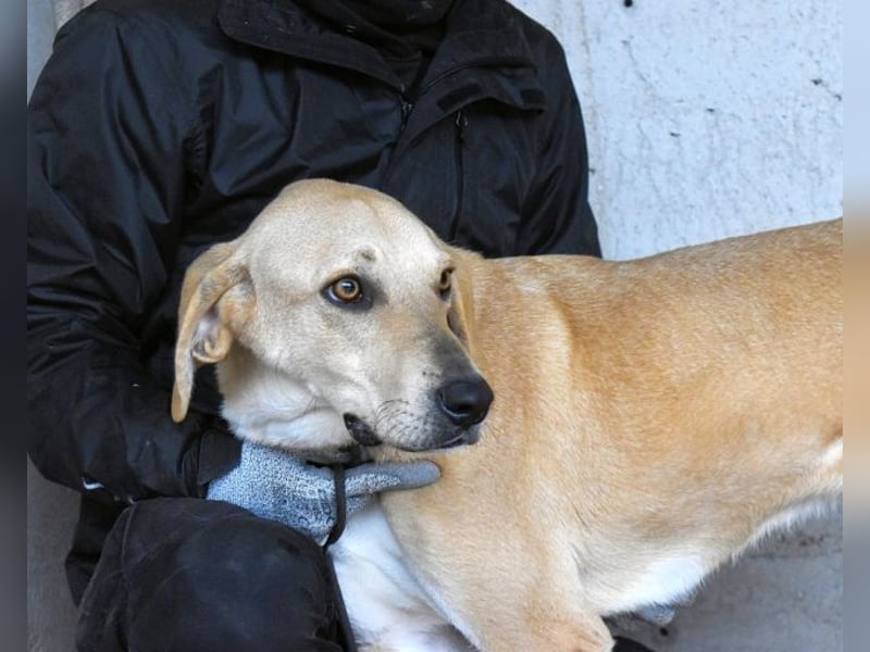 Wiper - Möchte die Welt im Sturm erobern