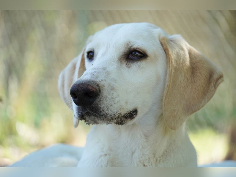 Peppino - (Dringend Zuhause oder Pflegestelle gesucht) Die Welt ist groß, ich will sie mit dir sehen