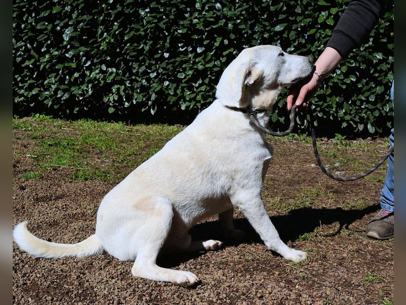 Scrubby - Ein riesiges Missverständnis!