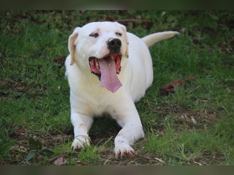 Ottaviano - Fels in der Brandung gesucht!